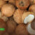 Trusted-Coconut-Supplier-Indonesia